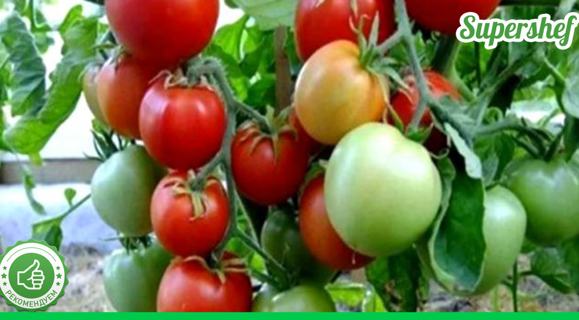 Советы огородникам: от каких сортов огурцов и помидоров никогда не следует отказываться
