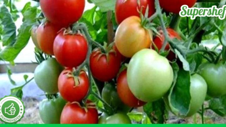 Советы огородникам: от каких сортов огурцов и помидоров никогда не следует отказываться