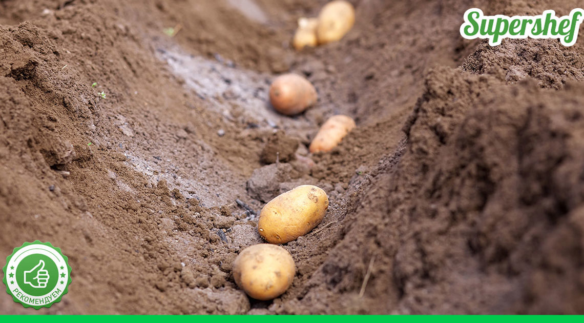 Дни посадки картофеля в апреле 2024. Когда сажать картошку на юге России.