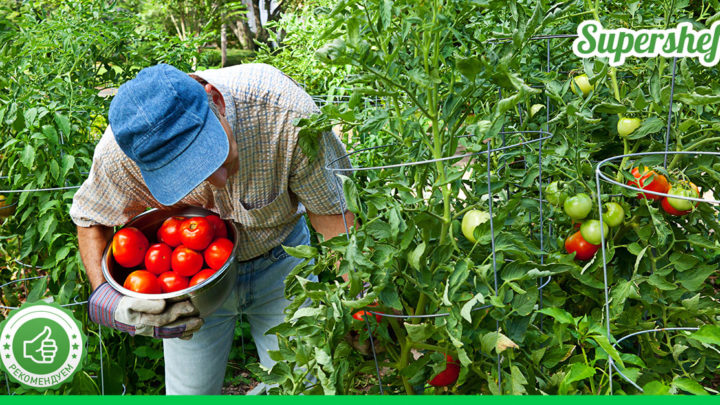 Как правильно выращивать помидоры? Метод Казарина