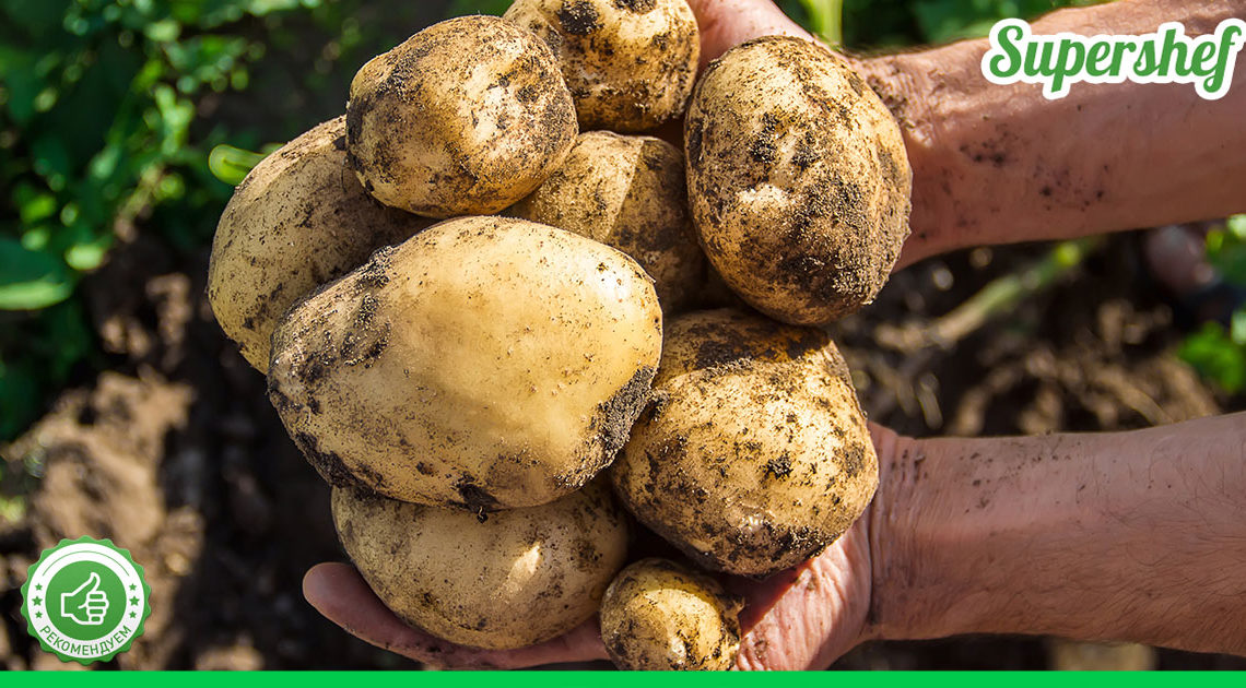 Эффективное и быстрое размножение картофеля