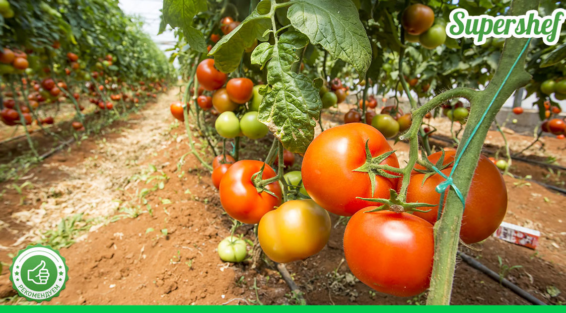 Чем подкармливать помидоры – готовим удобрение самостоятельно