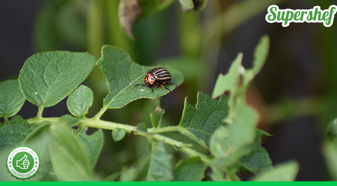 5 отличных способов борьбы с колорадскими жуками