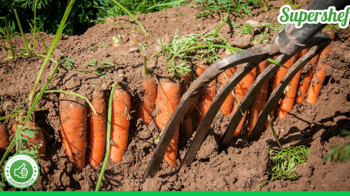 Благодаря этому способу у вас получиться максимально долго сохранять морковь