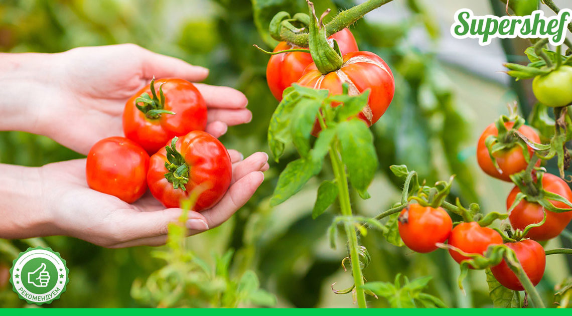 Как выбрать сорт томатов. Секреты для начинающих агрономов