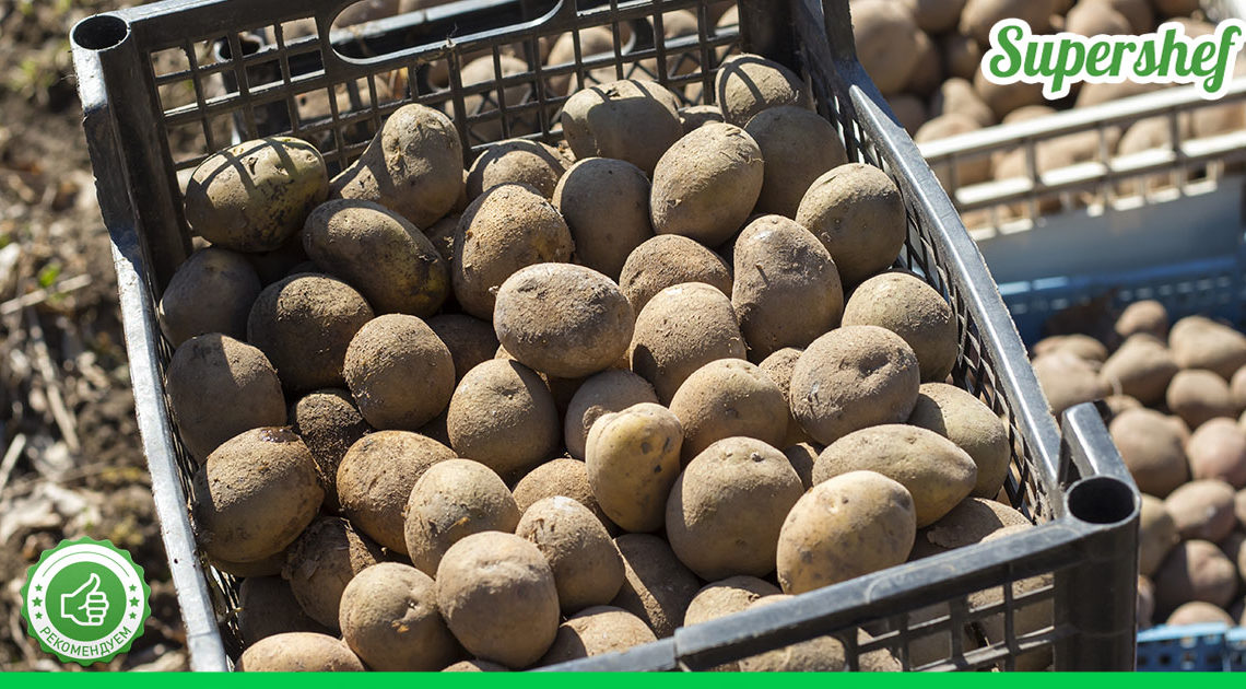 Способ повышения урожайности картофеля – с одного куста по 4 кило