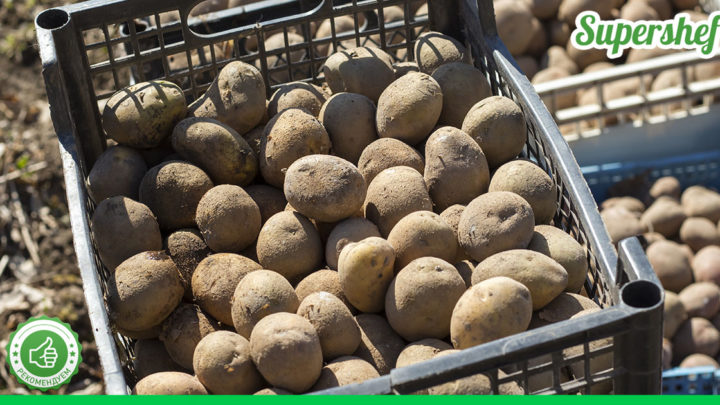 Способ повышения урожайности картофеля – с одного куста по 4 кило