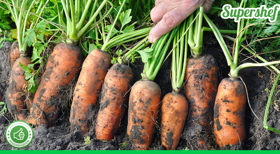 Чтобы морковь порадовала урожаем и вкусом, нужно обязательно использовать эту подкормку. Почему я раньше этого не знала?