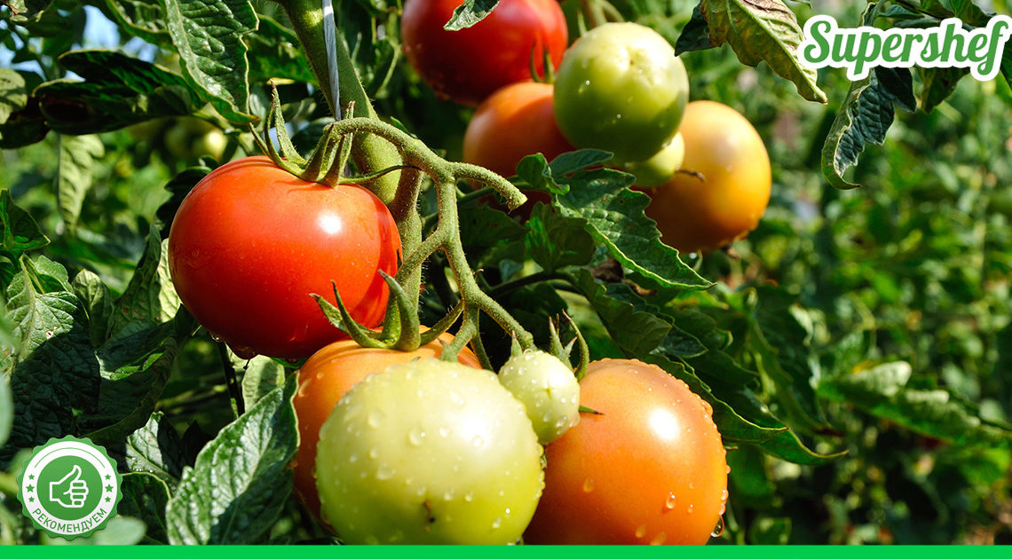 Почему рассаду помидор нужно высаживать в конце марта – получаются низкорослые и урожай огромный