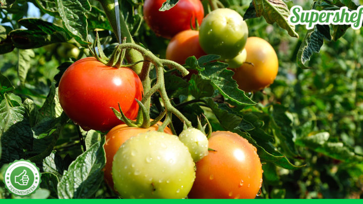Почему рассаду помидор нужно высаживать в конце марта – получаются низкорослые и урожай огромный