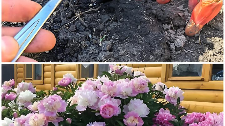 Секрет буйного роста и цветения пионов
