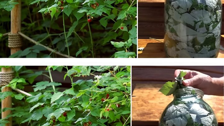 Зимой скажете себе «спасибо»! Рассказываю зачем сушить листья малины на зиму