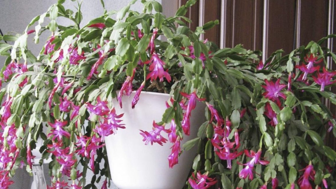 Рекомендации цветовода: что добавить в воду для полива декабриста